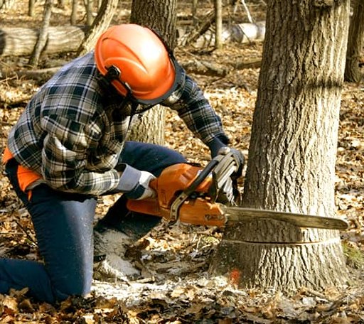Tree Removal in Cambridge, MD